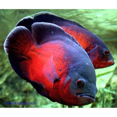 Купить Астронотуса-оскара красного (Astronotus ocellatus Red) в Челябинске