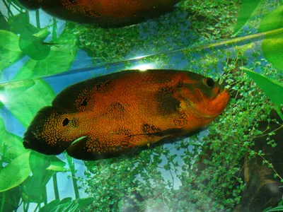 Астронотус «Красный оскар» (Astronotus ocellatus \"Red Oscar\") — купить в  Красноярске. Рыбки на интернет-аукционе Au.ru