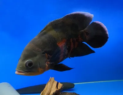 Аквариумных рыбок. Cichlid Astronotus или «Оскар». Пресноводная рыба.  Astronotus Тигр. Яркая рыба Оскар южный- американец Стоковое Фото -  изображение насчитывающей экзотическо, пресноводно: 213359654