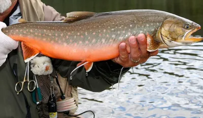 Американский голец (Палия), Brook trout | Fedor | Flickr