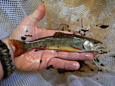 Американский голец (Палия), Brook trout | Fedor | Flickr