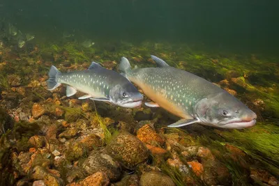 Salvelinus fontinalis (Американская палия) | ВСЕ О ПРЕСНОВОДНЫХ РЫБАХ