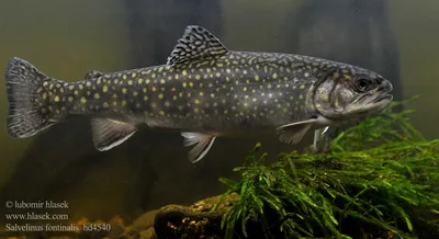 Американская палия Salvelinus fontinalis