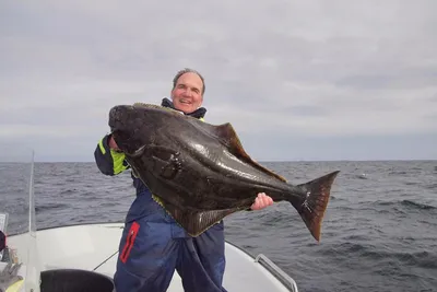 🐟 Палтус цена за 1 кг в Москве от 1800 руб - купить свежемороженную тушку  рыбы - интернет-магазин Дикоед