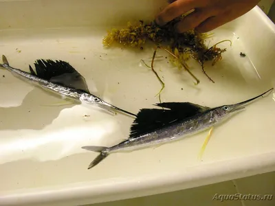 Красивая лучеперая рыба Парусник в …» — создано в Шедевруме