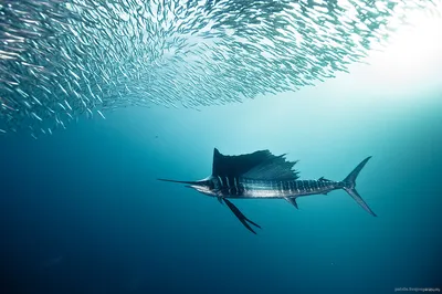 Парусникрыба Рыбалка — стоковые фотографии и другие картинки Парусник - рыба  - Парусник - рыба, Ловить рыбу, Море - iStock