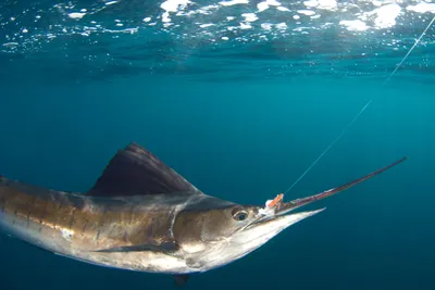 Парусник - самая быстроплавающая рыба в мире | Пикабу