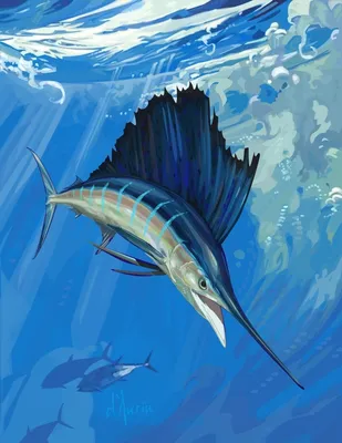 Флорида » Парусник (Sailfish, Istiophorus platypterus)