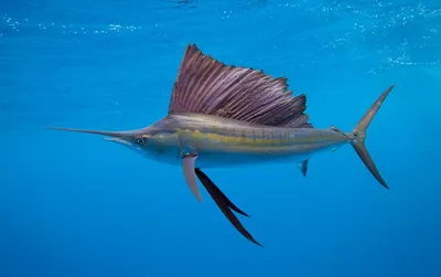 Рыба парусник | Пикабу