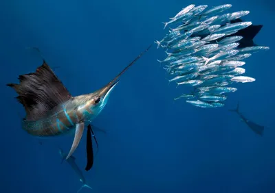 Рыба-парусник с красивым большим …» — создано в Шедевруме