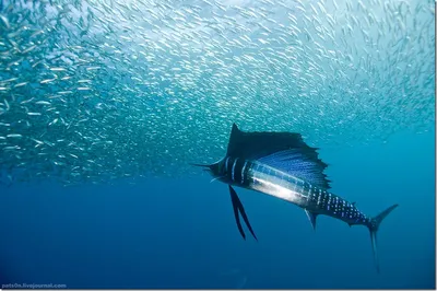 Рыба-парусник: самая быстрая рыба в мире | Наука | Дзен