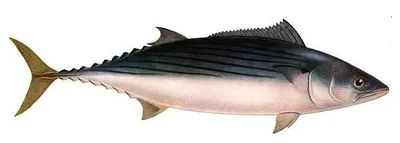 Рыба Пеламида — Морские обитатели