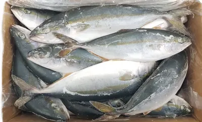 Сырые рыбы, пеламида и Yellowtail, изолированные на белизне Стоковое Фото -  изображение насчитывающей морск, кашевар: 62366756