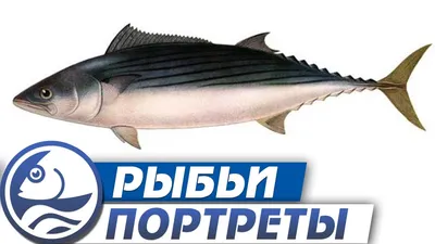 Лакедра, пеламида или что нам продают под видом тунца за 200 рублей |  ПОДСЛУШАНО СЕКРЕТЫ РЫБОЛОВА | Дзен