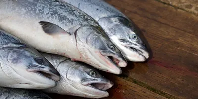 Пеламида рыба в руках рыбака» — создано в Шедевруме