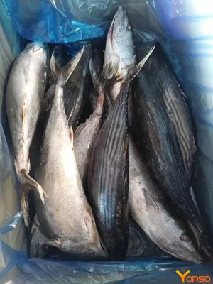 Пеламида – Рыба и морепродукты в Калининграде и области
