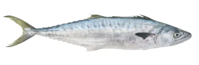Пеламида рыба черноморская - 75 фото