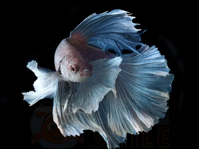 Рыбка петушок / Бойцовая рыбка / Сиамский петушок / Betta Splendens -  «Красивая и неприхотливая рыбка И ФОТО красавца!» | отзывы