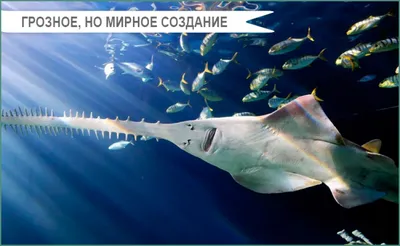 Карликовая рыба-пила / Dwarf sawfish из бумаги, модели сборные бумажные  скачать бесплатно - Рыба - Животные - Каталог моделей - «Только бумага»