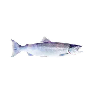 Рыба сельдь еда морепродукты морская рыба PNG , рыба, Ингредиенты,  морепродукты PNG рисунок для бесплатной загрузки