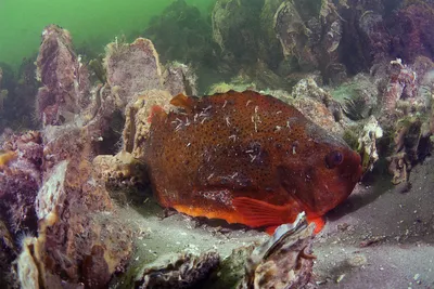 Пинагор... #lumpfish #fish #sea #рыба #улов #fishing #рыбалка #промысел  #лов #страннаярыба #изглубины #неч… | Deep sea creatures, Weird animals,  Beautiful creatures