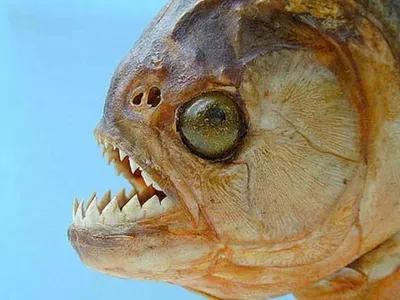 Piranha - Пиранья — пресноводная рыба, которая относится к классу лучеперые  рыбы, подклассу новопёрые рыбы, инфраклассу костистые рыбы, надотряду  костнопузырные, отряду харацинообразные. В отношении семейства существуют  две классификации. По одной из них,