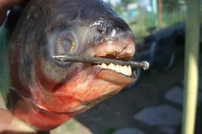 Пиранья Паку. Озерная рыбалка в Паттайе.