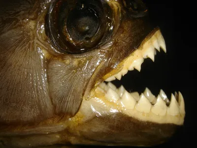 Рыба Пиранья — стоковые фотографии и другие картинки Пиранья - Пиранья,  Открытый рот, Рыба - iStock