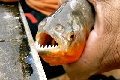 Пираньи содержание рыбы в аквариуме, виды, фото-видео обзор