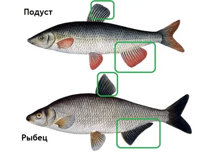 Что за рыба сырть? | ВКонтакте