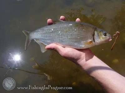 Подуст обыкновенный (Chondrostoma nasus) | FishingBY.com