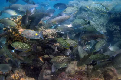 Царский полосатик с перцем сушеный . Заходите на Fishmany.ru