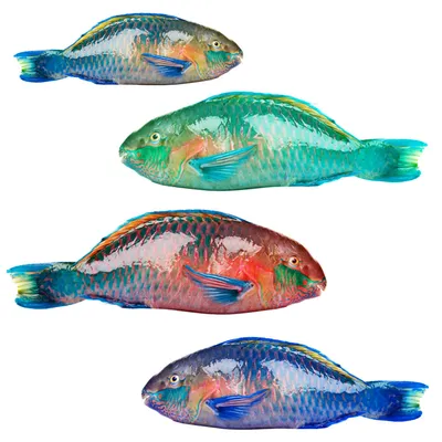 Рыба Попугай - Parrot Fish купить по цене 9490 тг/кг вес от 0,3 кг до 2 кг