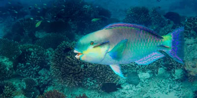 Akvarium: РЫБКА КРАСНЫЙ ПОПУГАЙ (Red Blood Parrot Fish)