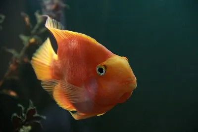 Akvarium: РЫБКА КРАСНЫЙ ПОПУГАЙ (Red Blood Parrot Fish)