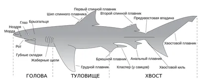 Roman Fedortsov - Remora, fish with shoe's sole on it's head Прилипала. Рыба  с отпечатком сапога на голове | Facebook