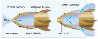 Протоптер - что это за рыба и почему ее не ловят на удочку | FishingBY.com