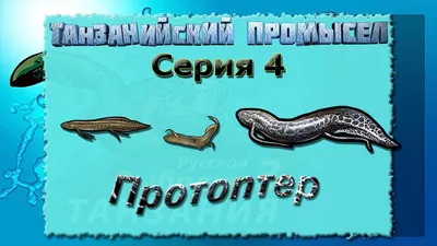 Коморские о-ва Рыбы Бразильская нарцина Мраморный протоптер 2009 Блок —  покупайте на Auction.ru по выгодной цене. Лот из Орловская область, Орел.  Продавец Муркис. Лот 253801905477995