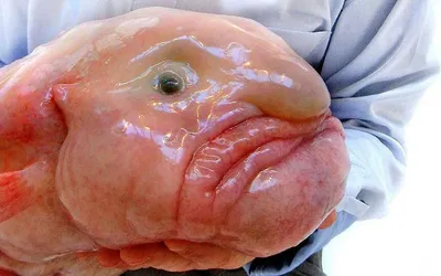 Рыба-капля (Blobfish) - Govzalla.com