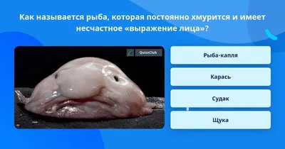 Как работает плавательный пузырь у рыб? Плавательный пузырь рыбы - это  вырост пищевода.