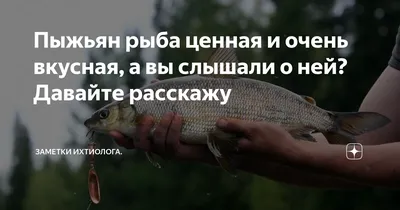 Вяленая ряпушка 100 г.: купить в Москве с доставкой от Морепродукты N1