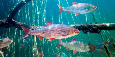 Речная плотва - самая многочисленная рыба наших водоёмов