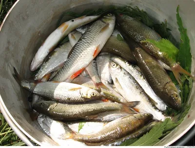 Какие рыбы самые полезные? Речная рыба радиационная? | Приключения Димона |  Дзен