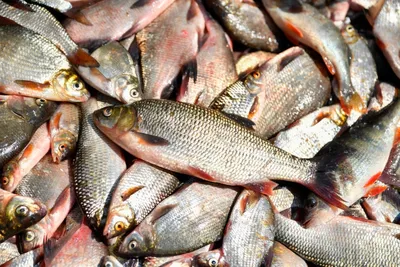Речная рыба может стать источником паразитарных заболеваний
