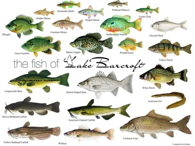 Названы самые полезные виды речной рыбы: влияют и на здоровье, и на внешний  вид - На пенсии