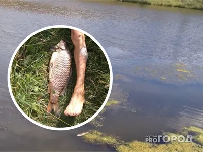 В тверском Роспотребнадзоре рассказали, чем может быть опасна речная рыба |  Еда | Жизнь в Твери | АиФ Тверь