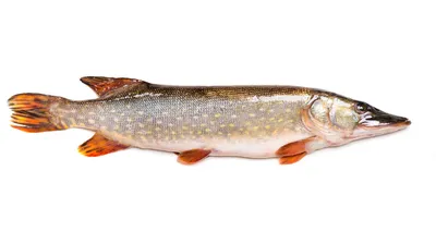 Самая полезная речная рыба | Здоровое питание | Дзен