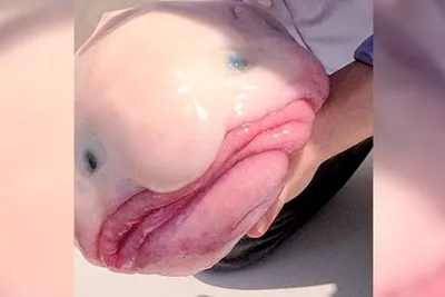 Рыба с человеческим лицом — необычное животное напугало людей — видео