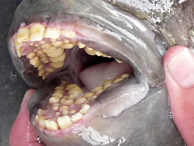 Рыба с лицом человека! Самые удивительные и порой мерзкие на вид существа!  - YouTube