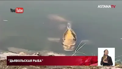 Мужчина выловил пугающую рыбу с «человеческими зубами»: Звери: Из жизни:  Lenta.ru